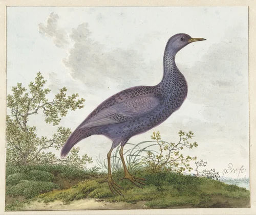 Spotted Crake (Porzana porzana) ? by Pieter Withoos, drawing, 1687-1692