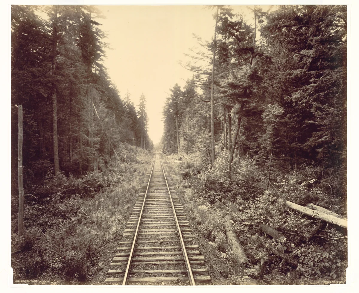 Hemlock Forest, Lehigh Valley Railroad by William H. Rau, photograph, 1890-1900