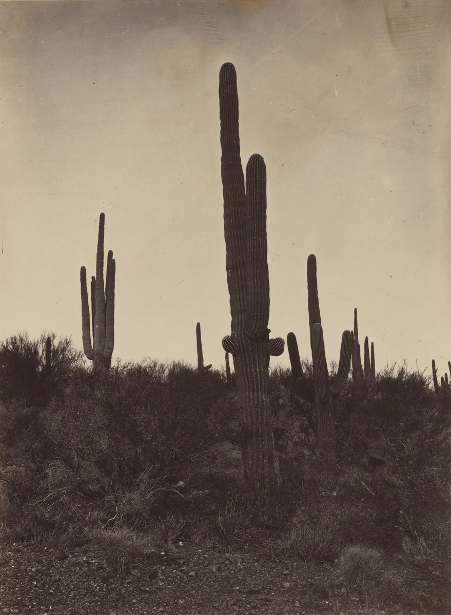 Cereus Giganteus, Arizona by Timothy O'Sullivan, photograph, 1871