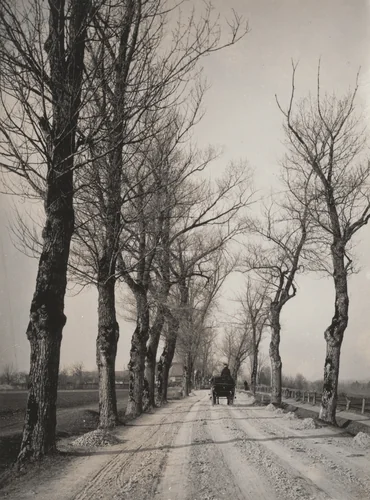 November Days by Alfred Stieglitz, photograph, 1887
