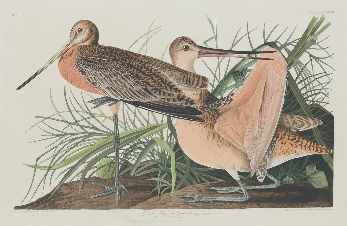 Great Marbled Godwit by Robert Havell, Jr.; John James Audubon, print, 1835