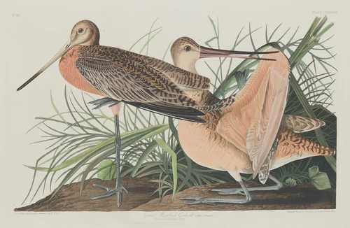Great Marbled Godwit by Robert Havell, Jr.; John James Audubon, print, 1835