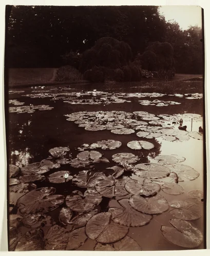 Nymphéa by Eugène Atget, photograph, 1922-1923