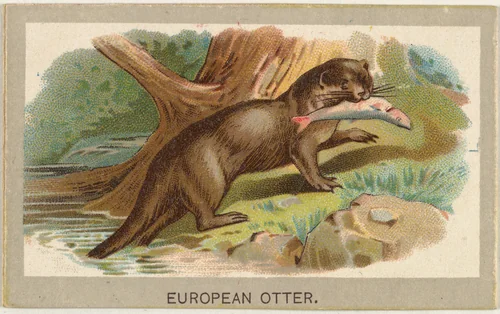 European Otter, from the Animals of the World series (T180), issued by Abdul Cigarettes by Abdul Cigarettes, print, 1881