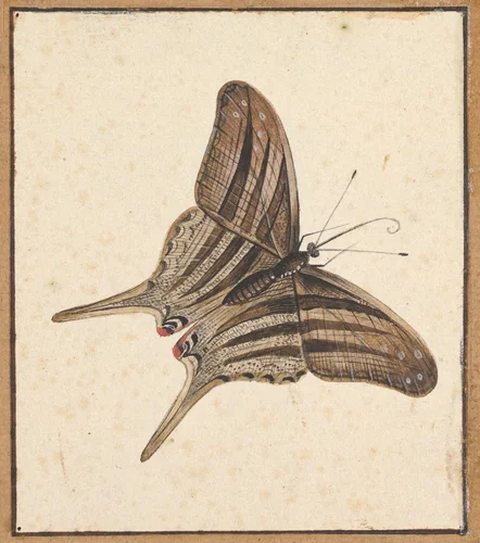 A Butterfly by Nicolaas Struyk, drawing, 1706-1769