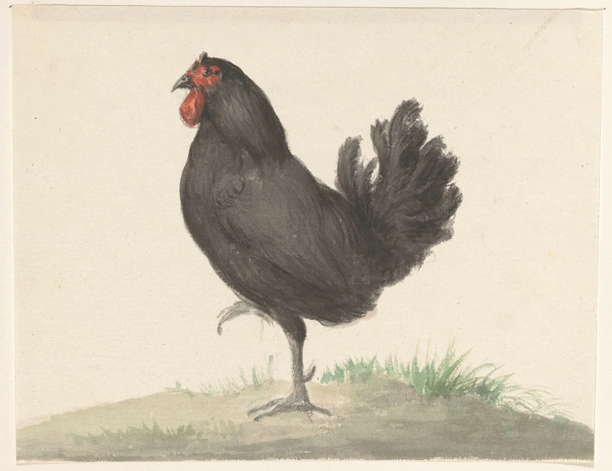 Staande zwarte kip by Jean Bernard, drawing, 1775-1833