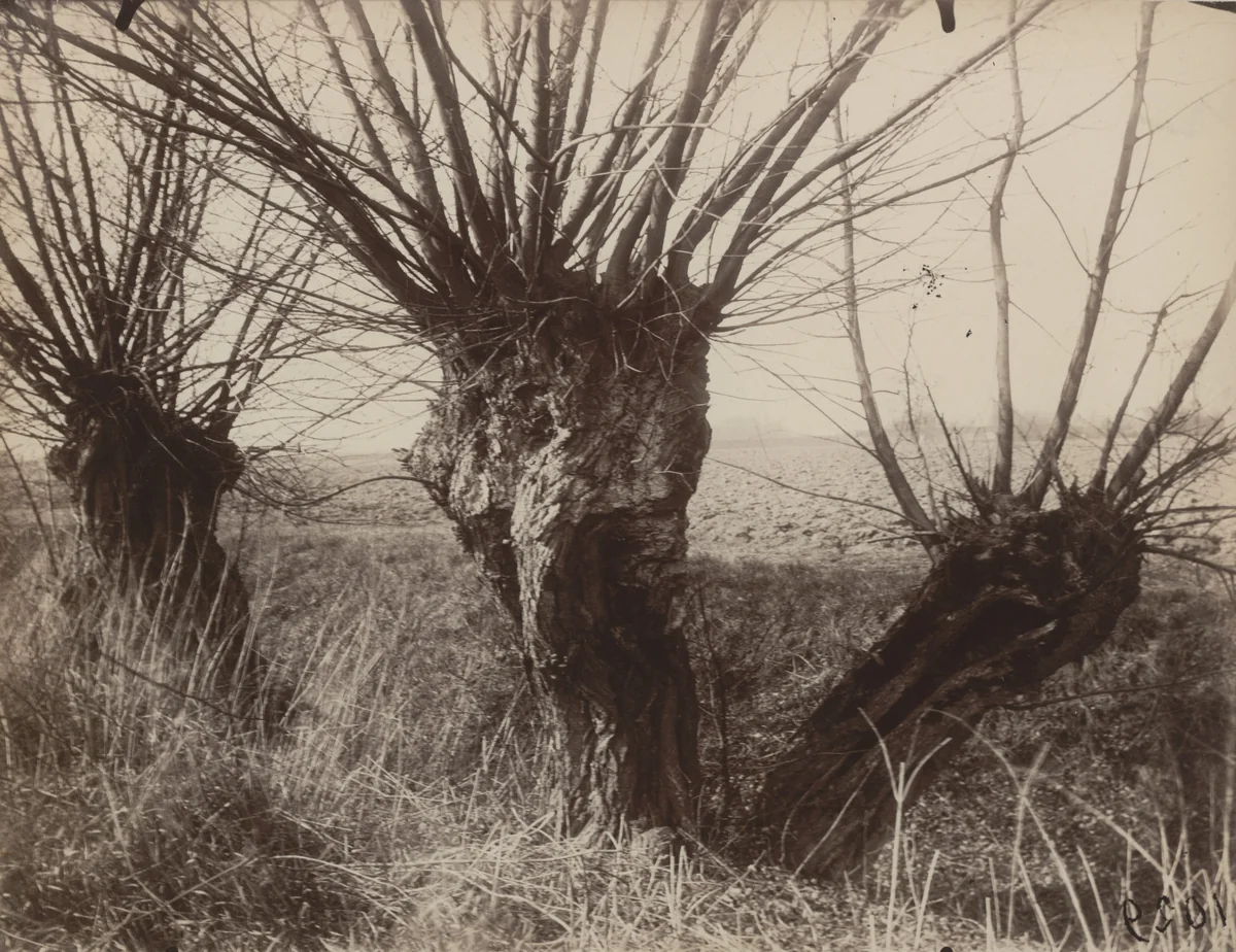 Saules by Eugène Atget, photograph, 1921
