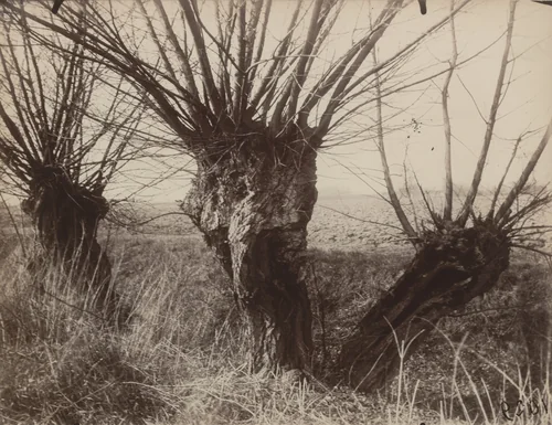 Saules by Eugène Atget, photograph, 1921