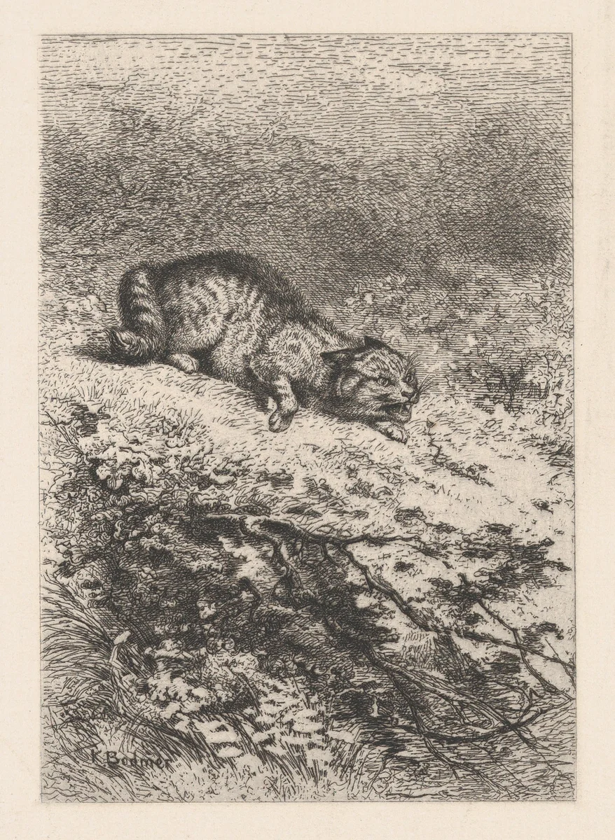 Wild Cat, from "Eaux-Fortes Animaux & Paysages" by Karl Bodmer, print, 1855-1865