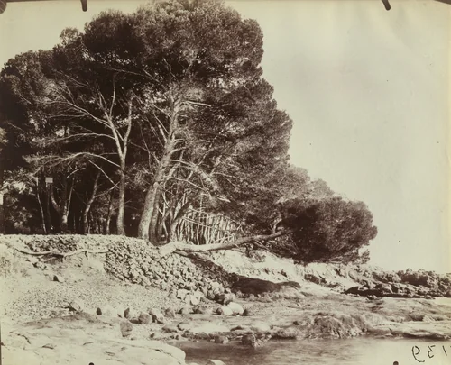 Pins by Eugène Atget, photograph