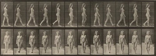 Plate Number 17. Walking by Eadweard Muybridge, photograph, 1887