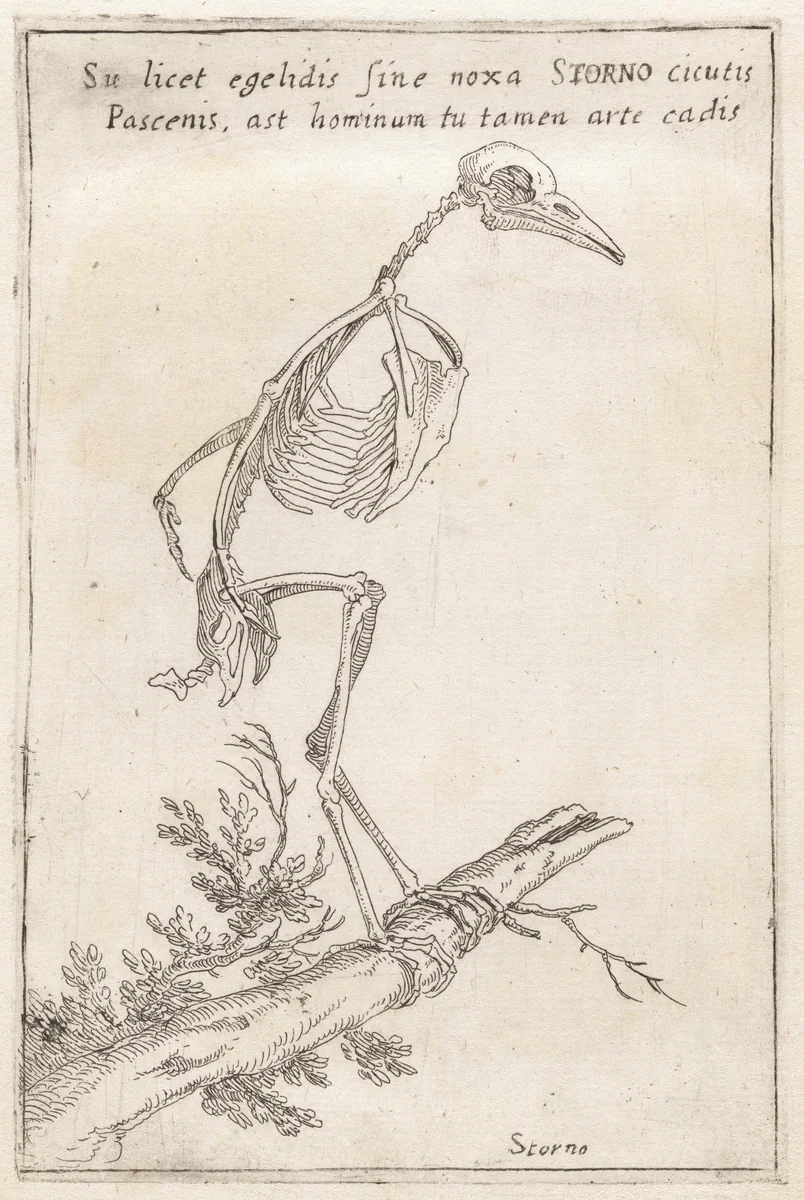 Skeleton of a Starling by Teodoro Filippo di Liagno, print, 1620-1621