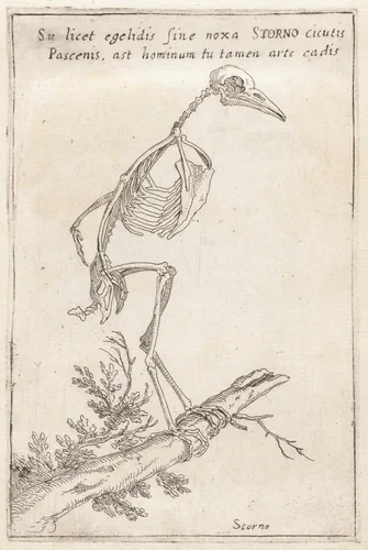 Skeleton of a Starling by Teodoro Filippo di Liagno, print, 1620-1621