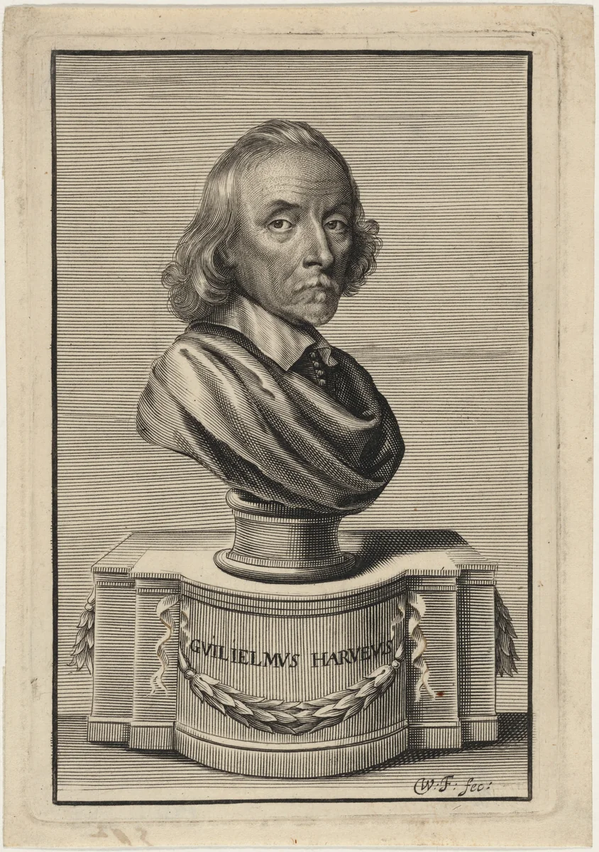 William Harvey, M.D. by William Faithorne, print, 1653