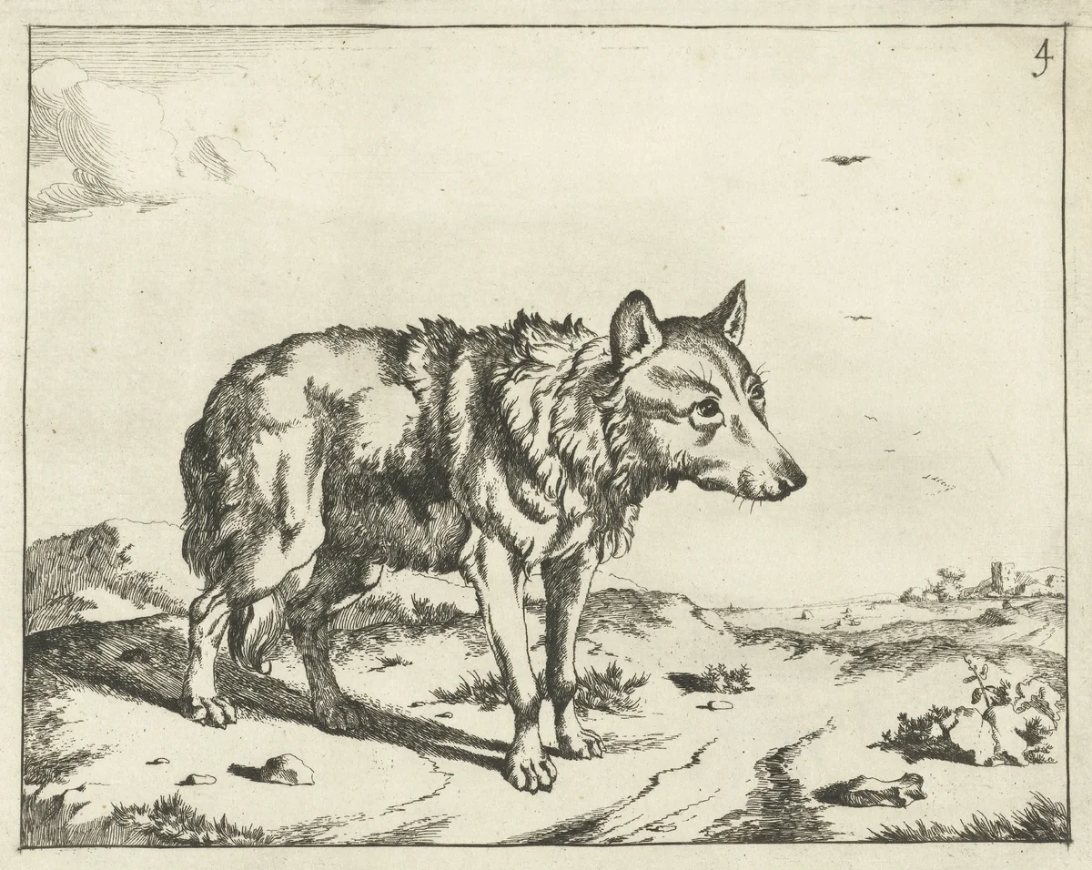 Staande wolf, en profil by Marcus de Bye, print, 1657-1677