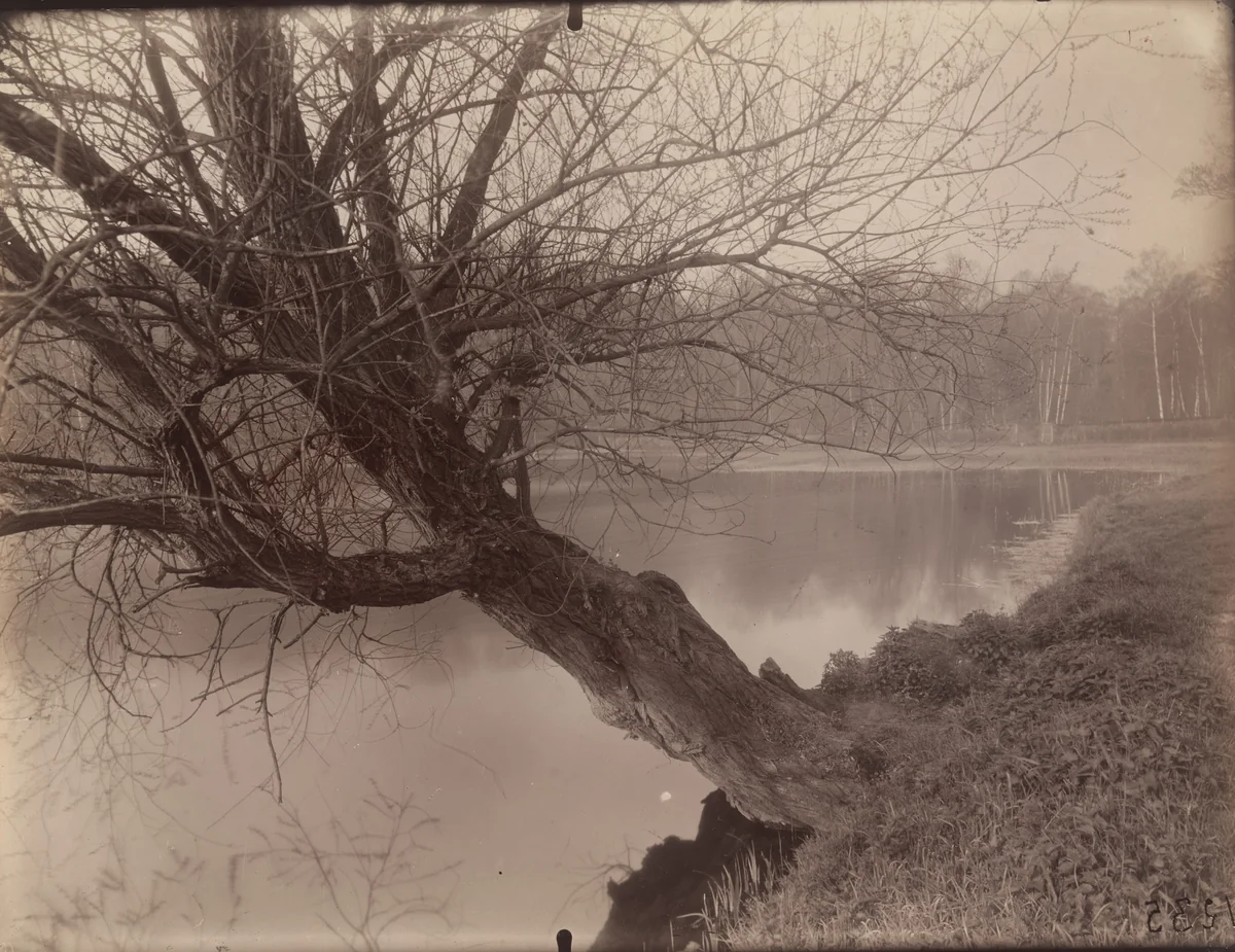 Ville d'avray. Étang de Corot by Eugène Atget, photograph, 1925