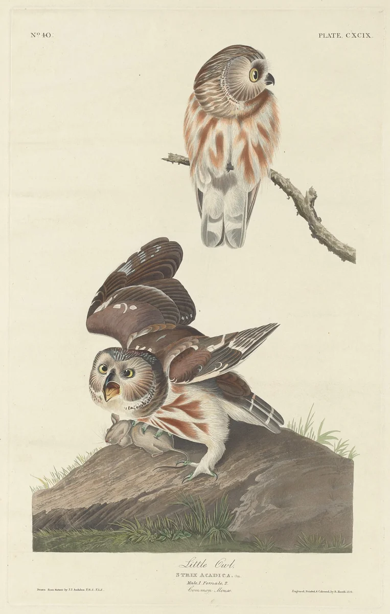 Little Owl by Robert Havell, Jr.; John James Audubon, print, 1834