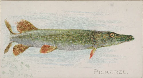 Pickerel, from the Fish from American Waters series (N8) for Allen & Ginter Cigarettes Brands by Allen & Ginter, print, 1889