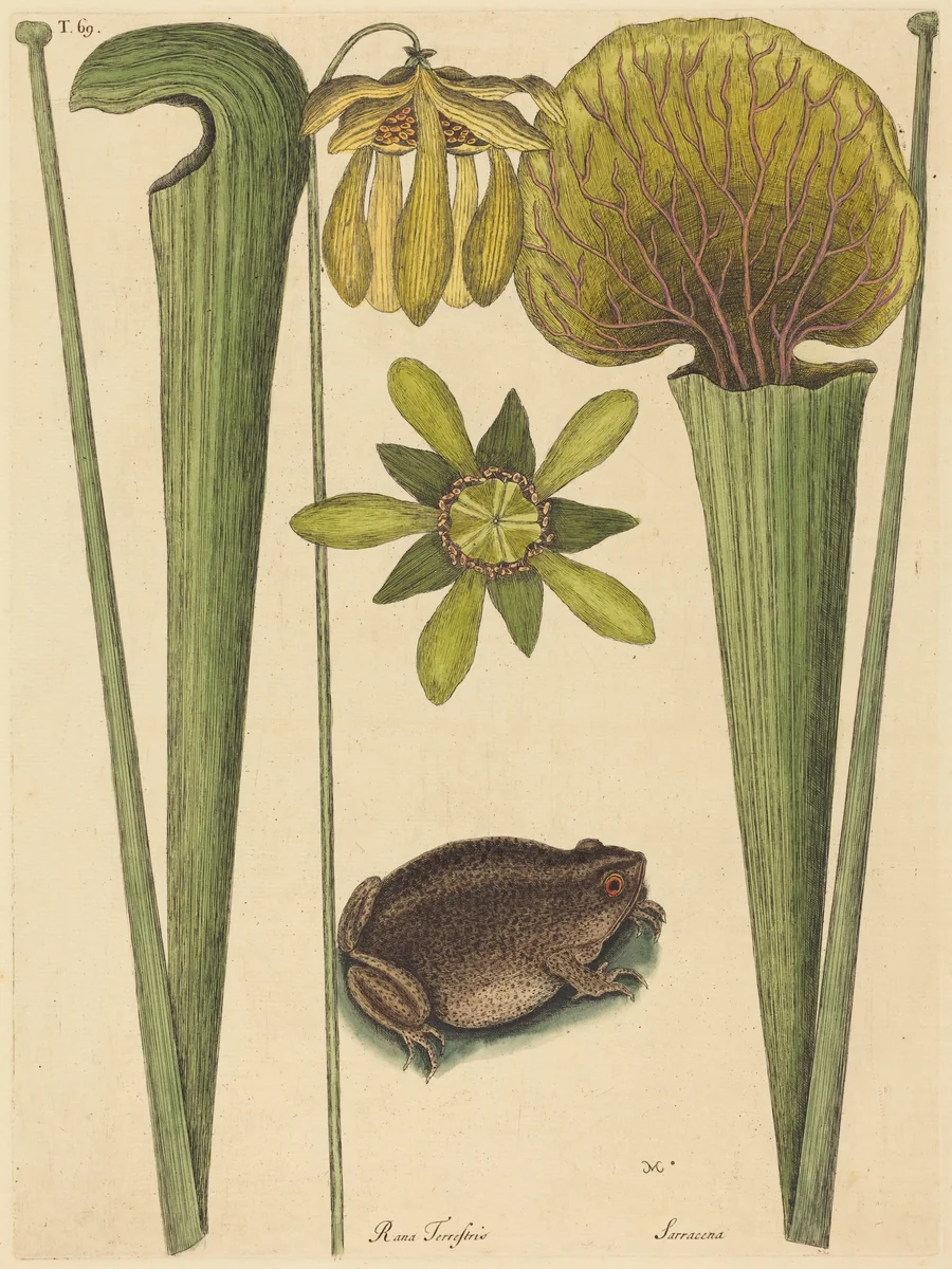 The Land Frog (Rana) by Mark Catesby, print, 1731-1743