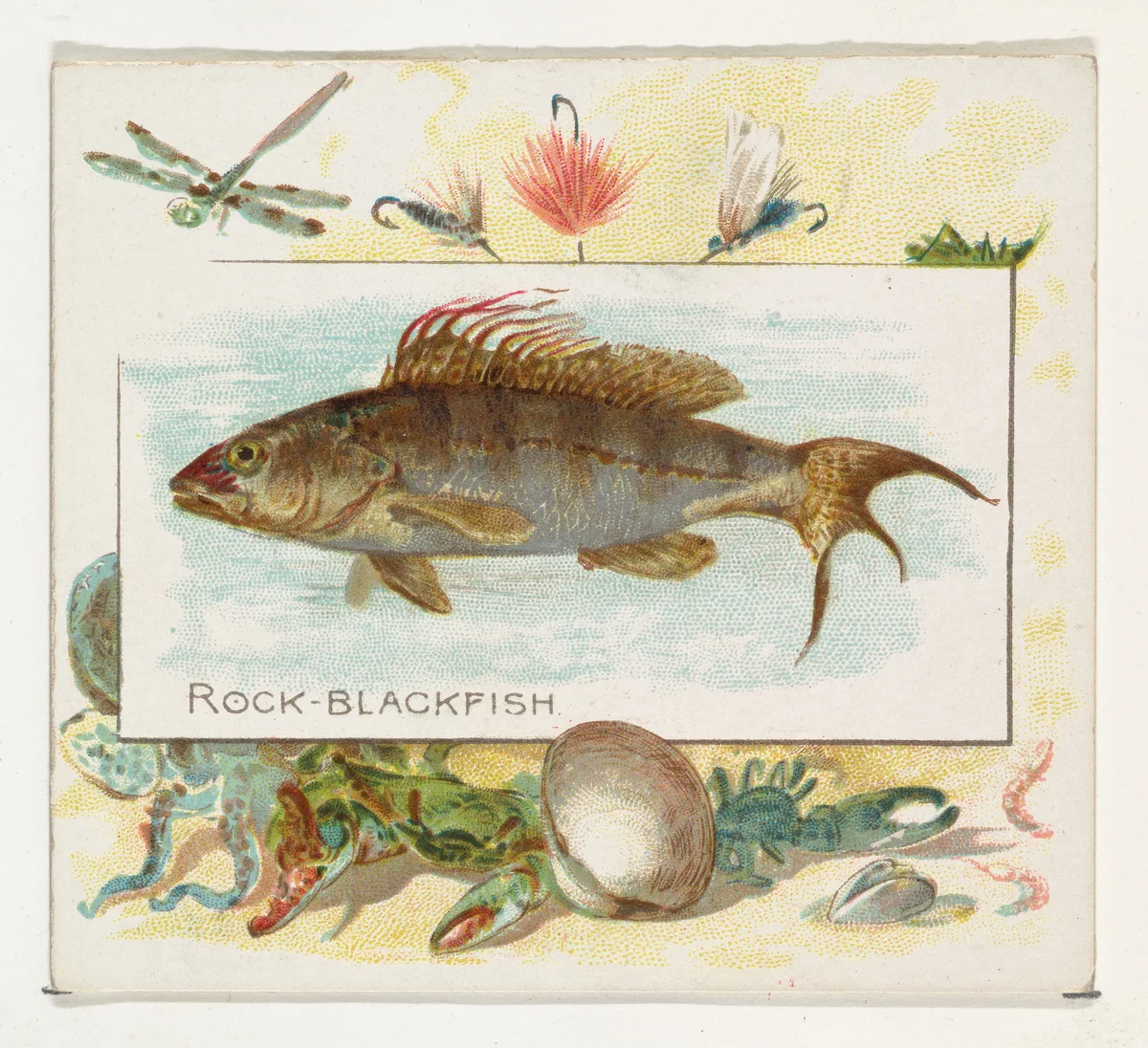 Rock Blackfish, from Fish from American Waters series (N39) for Allen & Ginter Cigarettes by Allen & Ginter, print, 1889