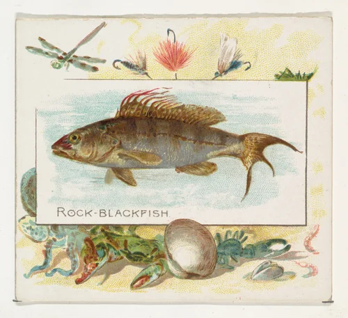 Rock Blackfish, from Fish from American Waters series (N39) for Allen & Ginter Cigarettes by Allen & Ginter, print, 1889
