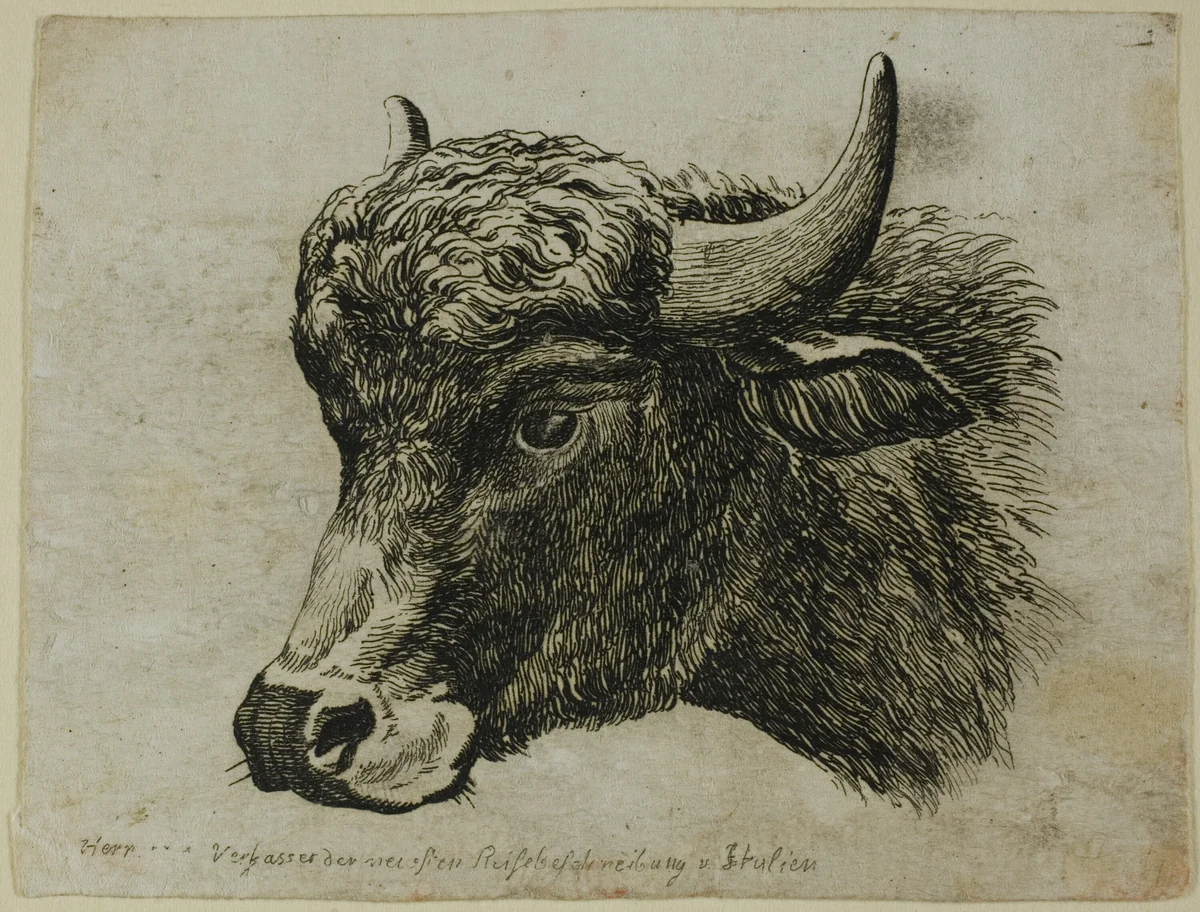 Buffalo Head Facing Left, from Die Zweite Thierfolge by Johann Christian Reinhart, print, 1799-1803