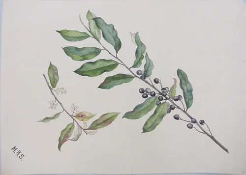 Cherry Laurel (Mock Orange) Bough by Mary Russell Smith, artwork, 1842-1878