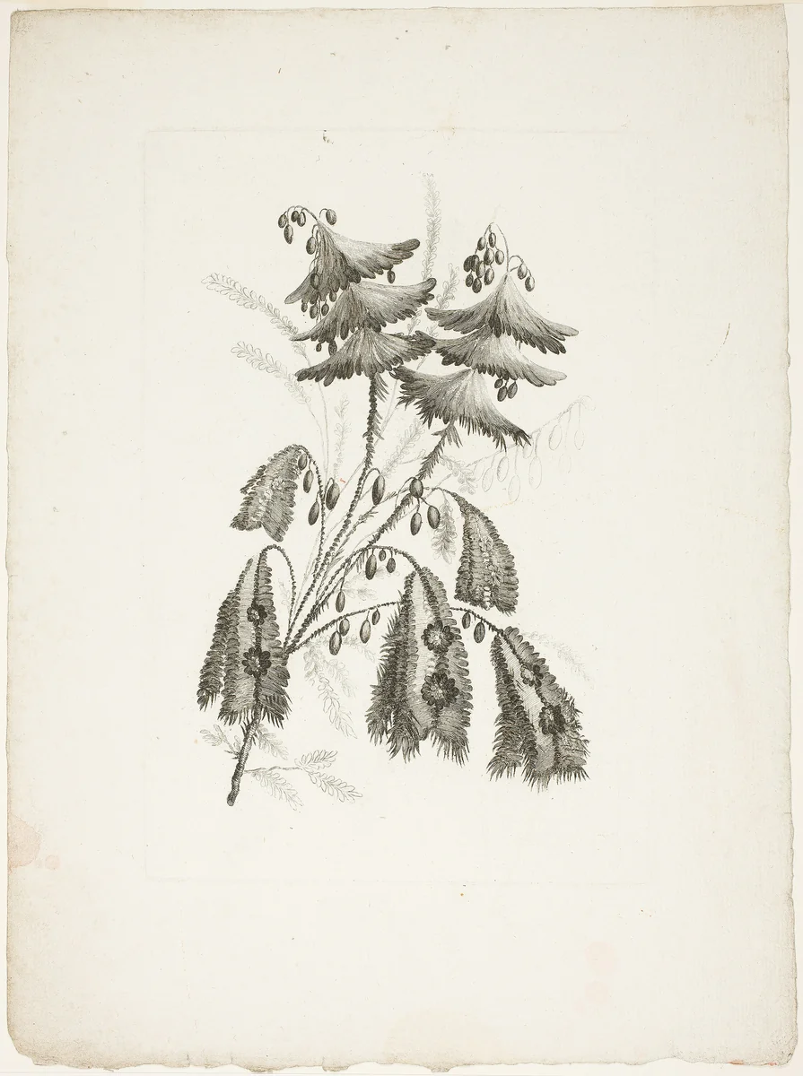 Bouquet, from Collection of New Flowers of Taste for the Manufacture of Persian Cloth, Invented and Drawn by Jean Pillement by Johann Heinrich Hess, print, 1765-1770