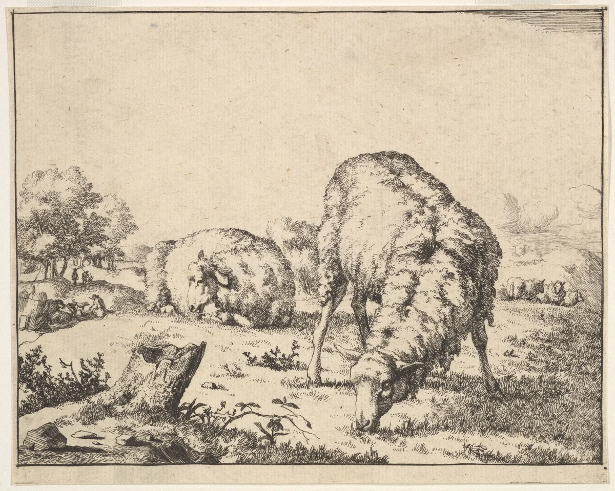 Sheep, from a set of 16 plates by Marcus de Bye, print, 1664