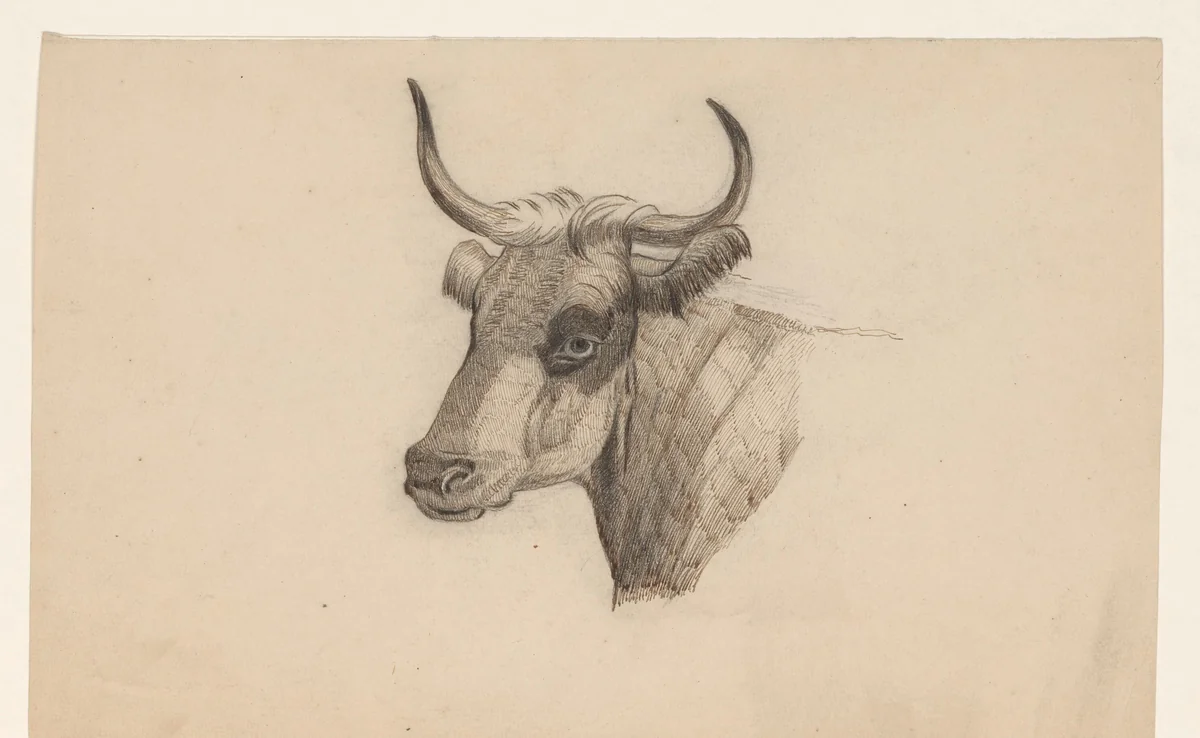 Kop van een rund, naar links by Dirk Arnoldus Tavenraat, drawing, 1855-1930