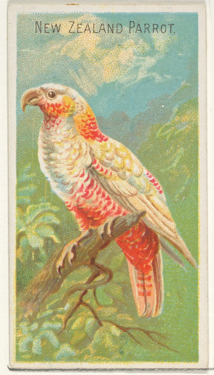 New Zealand Parrot, from the Birds of the Tropics series (N5) for Allen & Ginter Cigarettes Brands by Allen & Ginter, print, 1889