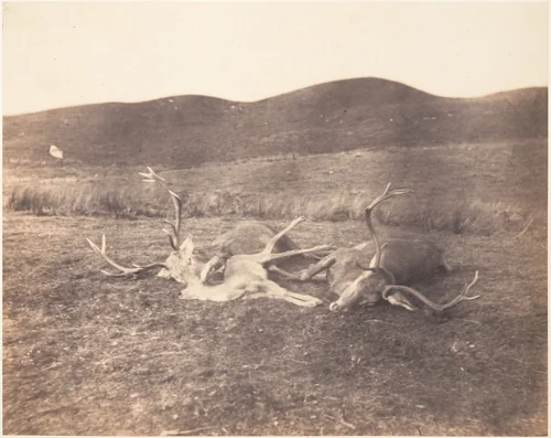 [Two Stags and Roe Buck] by Horatio Ross, photograph, 1858