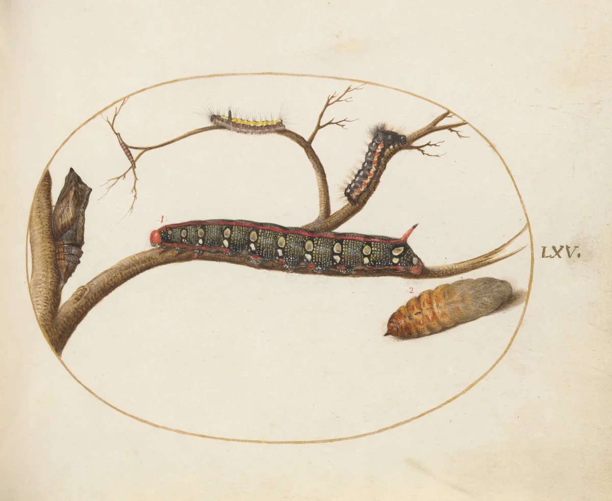 Plate 60: Leafy Spurge Hawkmoth Caterpillar, Gray Dagger Caterpillar, and Pupae by Joris Hoefnagel, drawing, 1570-1599