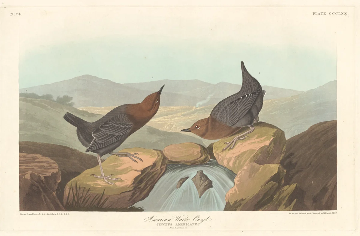 American Water Ouzel by Robert Havell, Jr.; John James Audubon, print, 1837