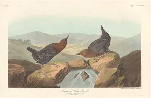 American Water Ouzel by Robert Havell, Jr.; John James Audubon, print, 1837