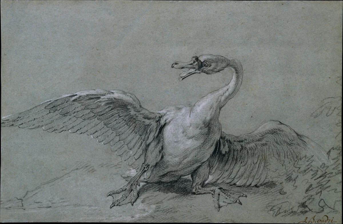 Angry Swan by Jean-Baptiste Oudry, drawing, 1700-1755