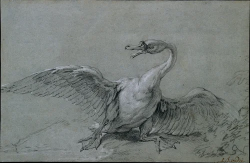 Angry Swan by Jean-Baptiste Oudry, drawing, 1700-1755