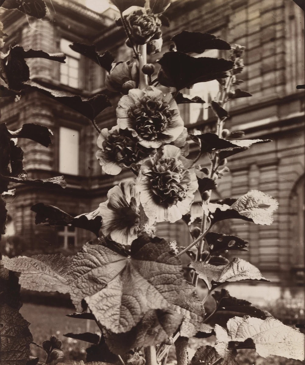 Roses trémières by Eugène Atget, photograph, 1922
