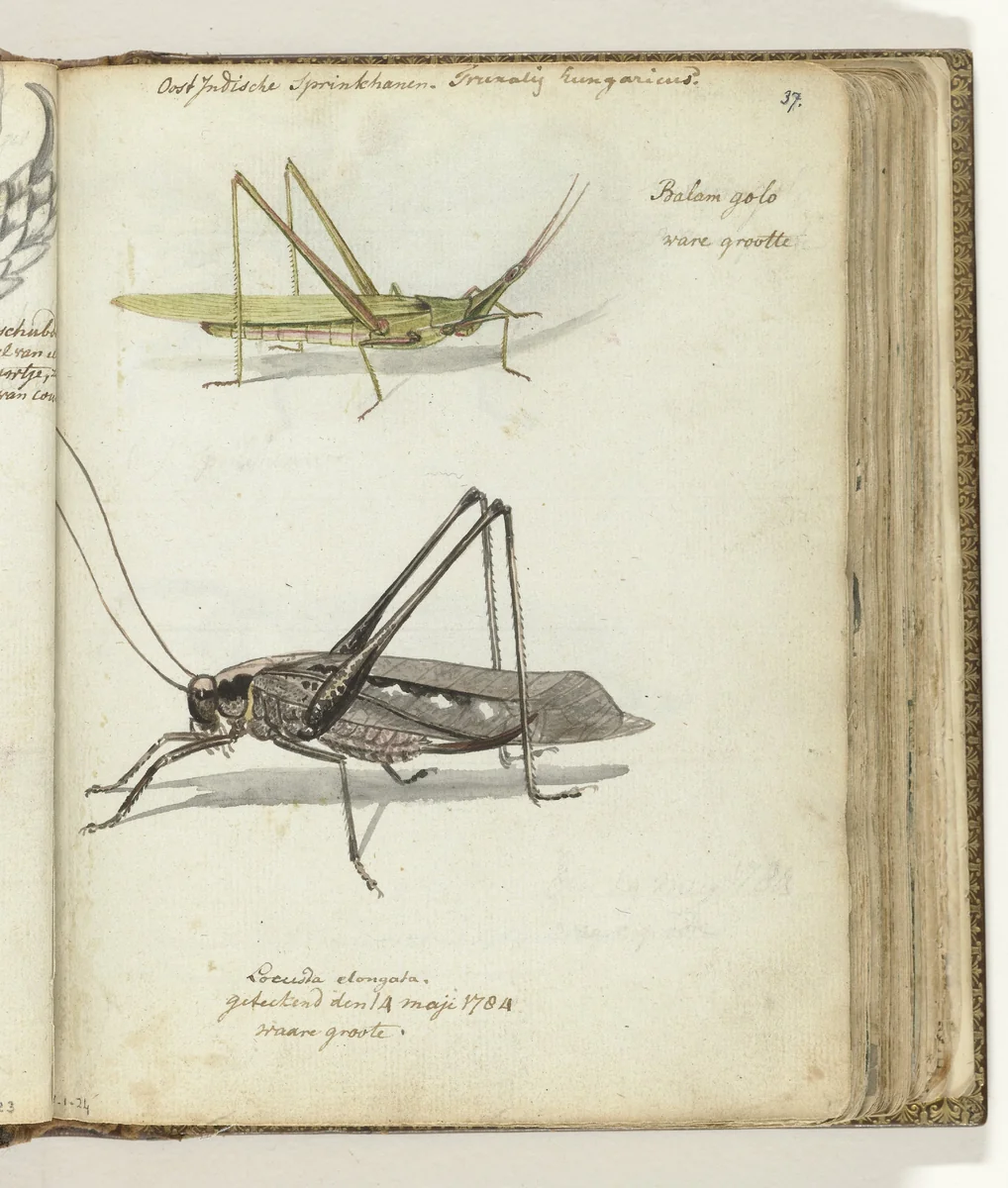 Indonesische sprinkhanen by Jan Brandes, drawing, 1784