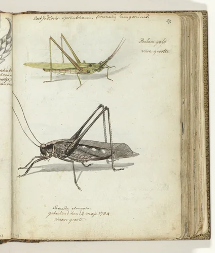 Indonesische sprinkhanen by Jan Brandes, drawing, 1784