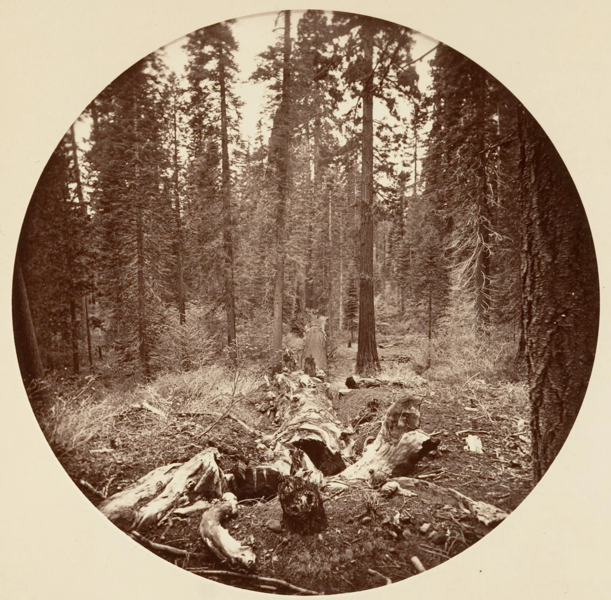 [Yosemite National Park, California] by Carleton E. Watkins, photograph, 1876-1880
