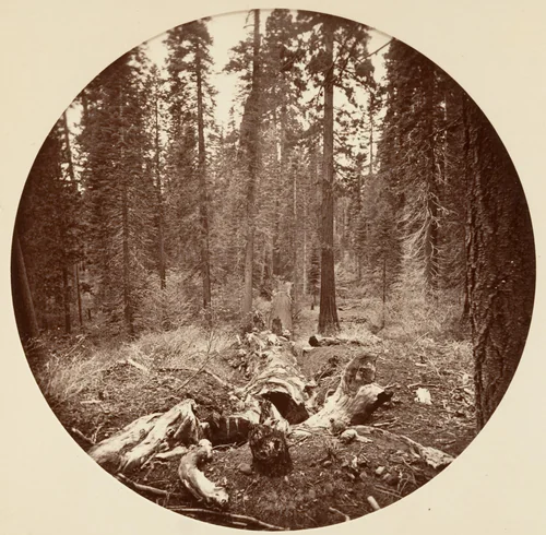 [Yosemite National Park, California] by Carleton E. Watkins, photograph, 1876-1880