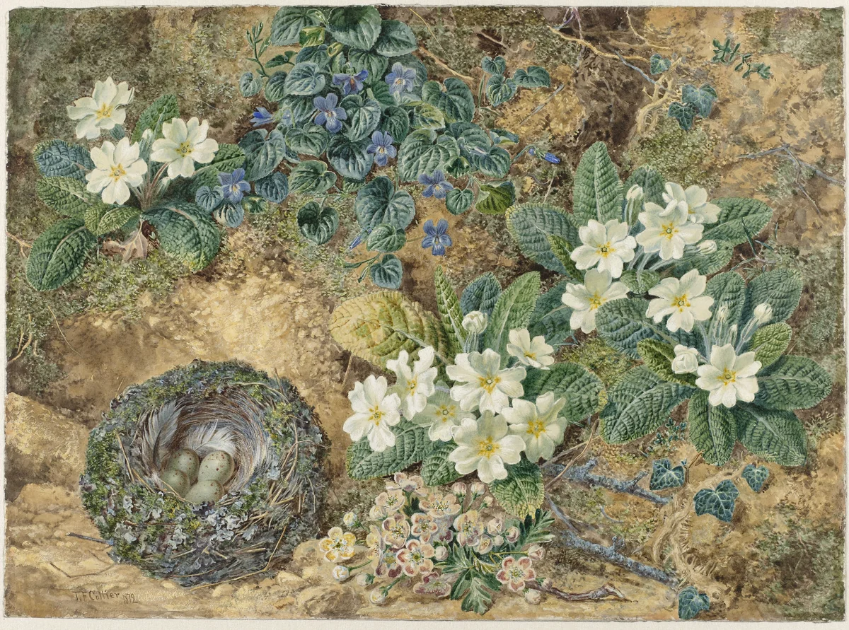 Stilleven van een vogelnestje, viooltjes, primula's en appelbloesem by Thomas Frederick Collier, drawing, 1872