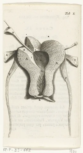 Prenten van de vrouwelijke organen by Hendrik Bary, print, 1672