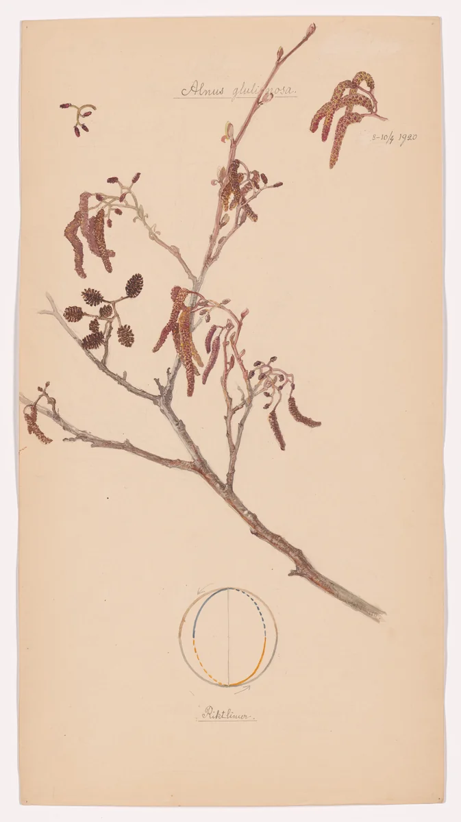 Alnus glutinosa (European Alder). Sheet 30 from the portfolio Nature Studies by Hilma af Klint, drawing, 1920