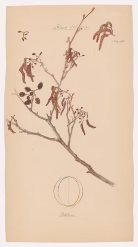 Alnus glutinosa (European Alder). Sheet 30 from the portfolio Nature Studies by Hilma af Klint, drawing, 1920