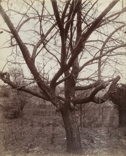 Pommie (Chatillon) by Eugène Atget, photograph, 1922