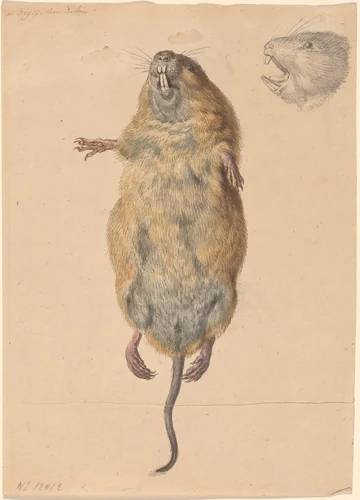 A Field Mouse, from Below by Johann Rudolph Schellenberg, drawing, 1740-1806
