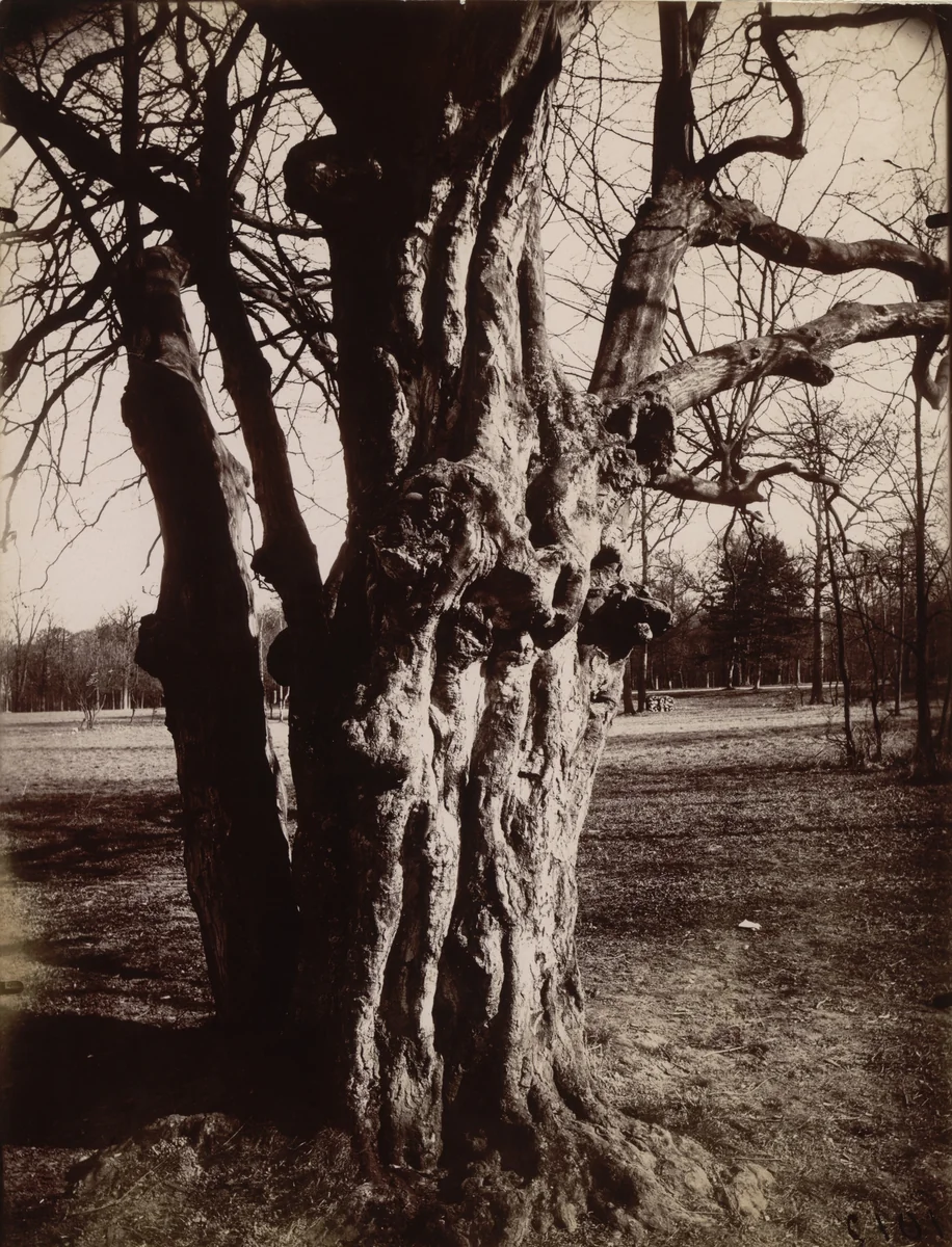 Saint-Cloud, hêtre by Eugène Atget, photograph, 1919