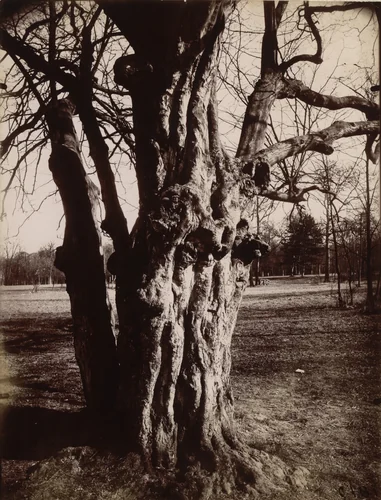 Saint-Cloud, hêtre by Eugène Atget, photograph, 1919